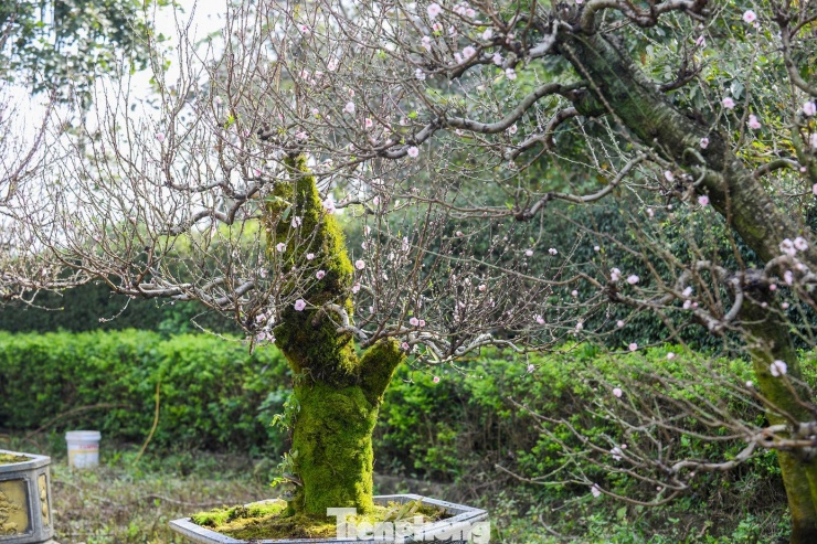 Theo các chủ vườn, những gốc đào cổ thụ này được thương lái đưa từ Mộc Châu, Hải Phòng về bày bán, cho thuê. Nhiều gốc đào có tuổi đời hàng chục năm, thân xù xì phủ rêu phong, đường kính từ 30 cm đến hơn 50 cm, dáng thế đồ sộ, cổ kính, khác biệt rõ nét so với các dòng đào truyền thống.