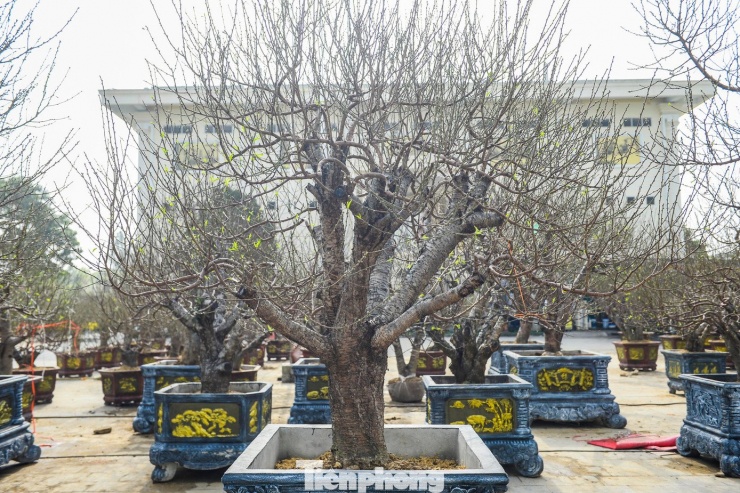 Năm nay, thị trường hoa Tết ở Thanh Hóa có sự xuất hiện của hàng loạt gốc đào cổ thụ kích thước lớn đã thu hút sự quan tâm của nhiều người chơi.