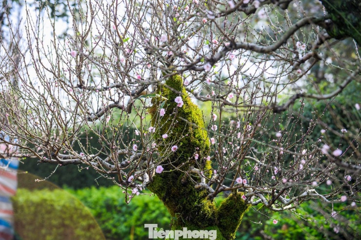 Đào ‘khủng’ xuống phố, có gốc giá thuê đến cả trăm triệu đồng - 5