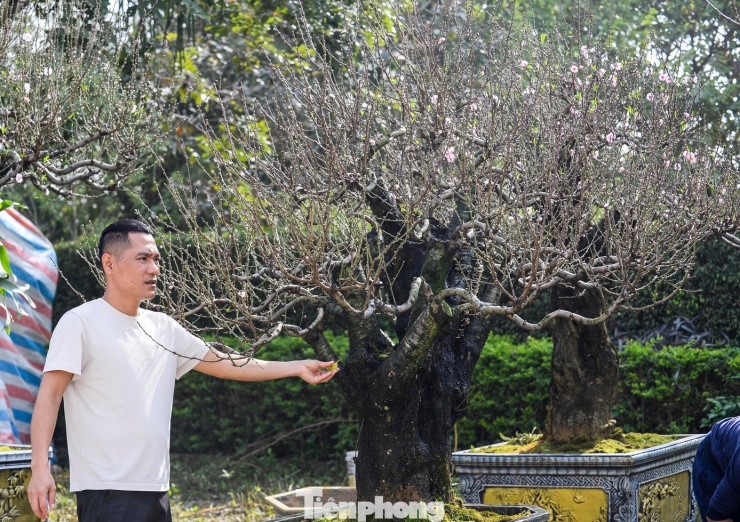 “Năm nay tôi chuẩn bị khoảng 1.000 gốc đào đưa về từ Mộc Châu để phục vụ thị trường Tết. Những gốc đào lớn nên nhiều khách hàng, chủ yếu là cơ quan, doanh nghiệp và người chơi đào lâu năm tìm đến tận vườn để xem cây, đặt thuê”, anh Giang (phường Hạc Thành) cho hay.