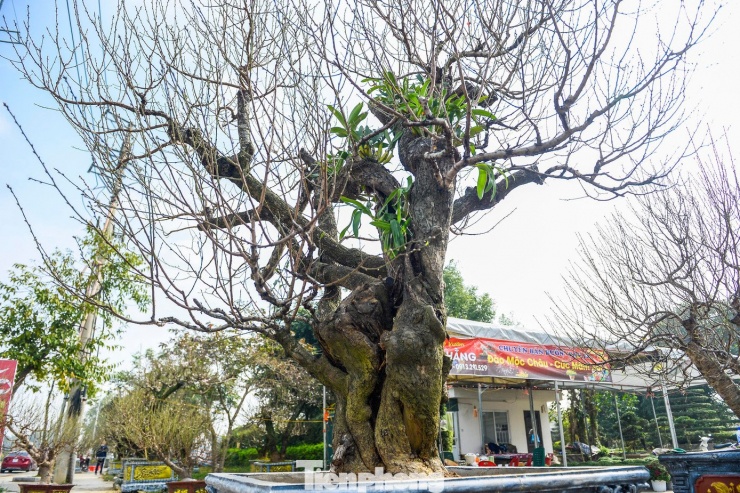 Đào ‘khủng’ xuống phố, có gốc giá thuê đến cả trăm triệu đồng - 10