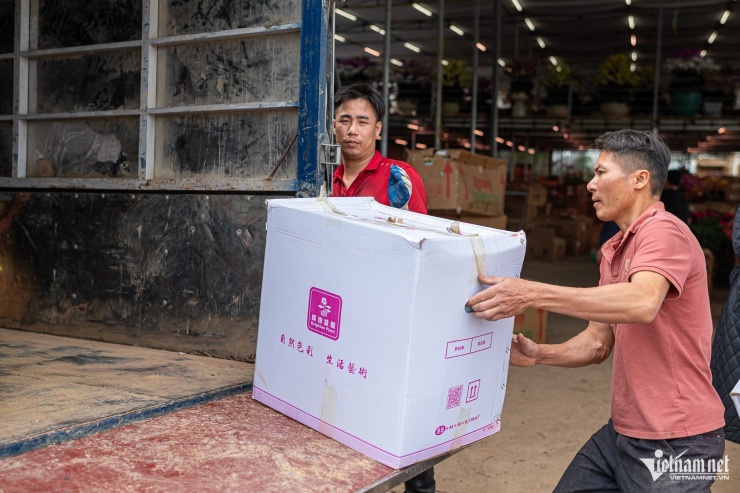 Trước các cửa hàng luôn có xe tải chờ sẵn để vận chuyển hoa đi các tỉnh miền Bắc và cả nơi xa như Nghệ An, Hà Tĩnh...