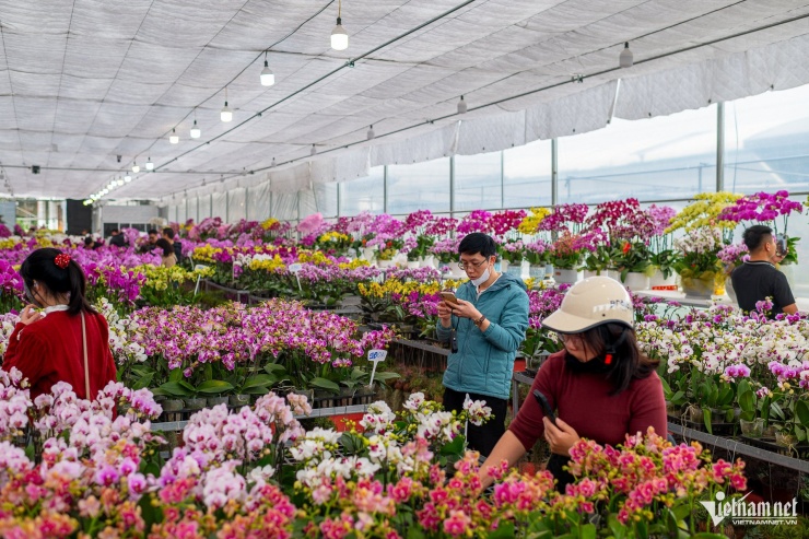 Thủ phủ cây cảnh miền Bắc nhộn nhịp, người dân đổ về mua hoa chơi Tết sớm - 5
