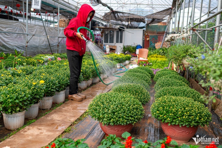 Theo chị Hiền, chủ một nhà vườn tại Xuân Quan, vụ Tết năm nay gia đình chị trồng khoảng 1 vạn chậu cúc mâm xôi và cúc pico - những loại hoa được ưa chuộng trong vài năm trở lại đây. Tuy nhiên, do chi phí đầu vào như phân bón, vật tư nông nghiệp, chậu cảnh và nhân công đều tăng so với năm trước nên giá bán hoa, cây cảnh nhỉnh hơn đôi chút, trong đó cúc mâm xôi có giá dao động từ 70.000 đến 500.000 đồng/chậu tùy kích cỡ.