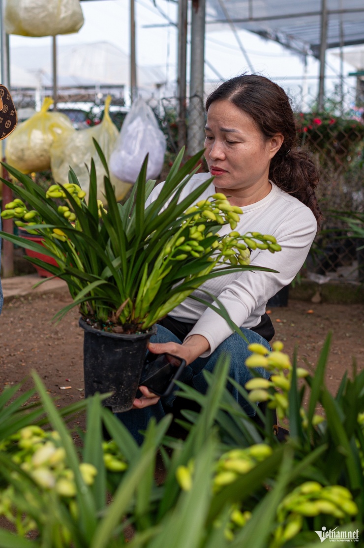 Một số nhà vườn cho biết, thời gian qua giá bán vẫn giữ ở mức ổn định, song dự kiến từ khoảng ngày 20 tháng Chạp, giá nhiều loại cây cảnh có thể tăng 10–30% tùy kích thước và độ hiếm. Trong ảnh, hoa lan Bạch Ngọc Thiên Hương có giá từ 450.000-480.000 đồng/chậu, đang thu hút nhiều khách mua, đây là loại hoa được nhập khẩu từ Côn Minh (Trung Quốc).