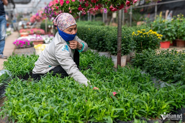 Những chậu hoa cẩm chướng dự kiến nở rộ sau khoảng một tuần nữa, đang được các nhà vườn bán với giá khoảng 12.000 đồng/chậu, phù hợp để chơi Tết.