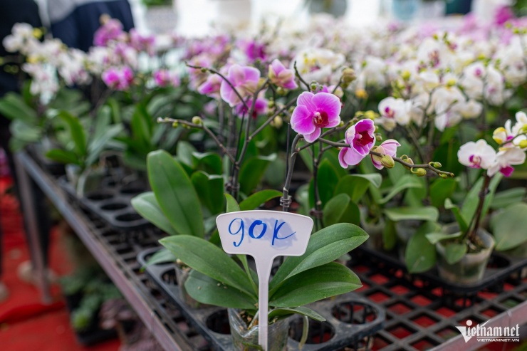 Phần lớn các loại cây tại chợ Xuân Quan được trồng tại những làng hoa lân cận. Một số loại đặc trưng được nhập về bán nhưng vẫn có giá hợp lý do đây là chợ đầu mối.