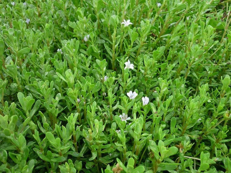 Rau đắng là loại rau quen thuộc trong bữa ăn của nhiều gia đình Việt, thường được ăn sống hoặc dùng kèm các món kho, lẩu nhờ vị đắng đặc trưng và tính mát. Dù có giá thành rẻ và dễ tìm, rau đắng lại chứa nhiều dưỡng chất quý, mang đến những lợi ích sức khỏe mà không phải ai cũng biết. Ảnh minh họa