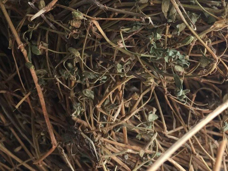 Theo các nghiên cứu dinh dưỡng, rau đắng giàu hợp chất chống oxy hóa, giúp trung hòa các gốc tự do sinh ra trong quá trình trao đổi chất của cơ thể. Nhờ đó, việc bổ sung rau đắng đúng cách có thể góp phần làm chậm quá trình lão hóa, bảo vệ tế bào trước những tác động tiêu cực từ môi trường và tuổi tác. Ảnh minh họa