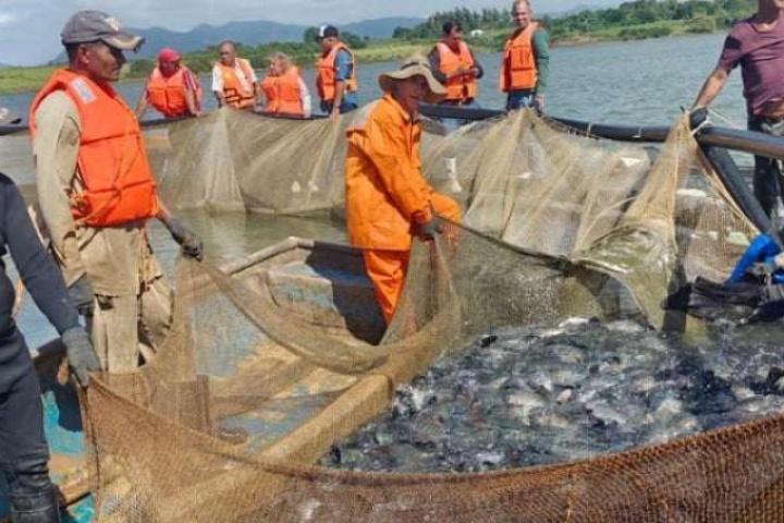 Vừa bán sang Mỹ, Việt Nam vừa mang loài cá bình dân, bổ dưỡng sang nuôi ở Cuba, nuôi kiểu gì mà lớn nhanh, sống khỏe?