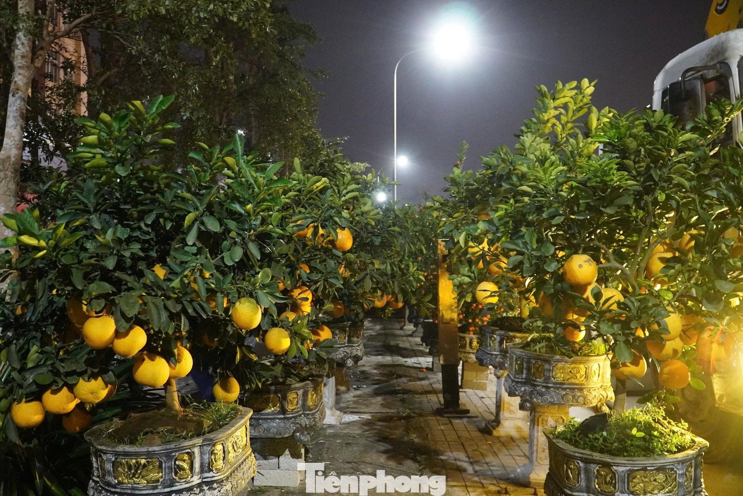 Theo ghi nhận, thị trường hoa Tết năm nay tại Hà Tĩnh khá phong phú, đa dạng về chủng loại và mẫu mã, từ bưởi cảnh, quất, đào cho đến nhiều loại hoa trang trí khác, đáp ứng thị hiếu của người tiêu dùng.