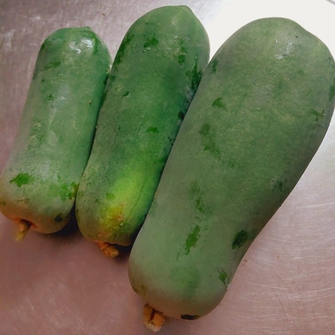 Đu đủ chị chọn là loại đặc ruột, trái khoảng 3kg. Ảnh: NVCC.