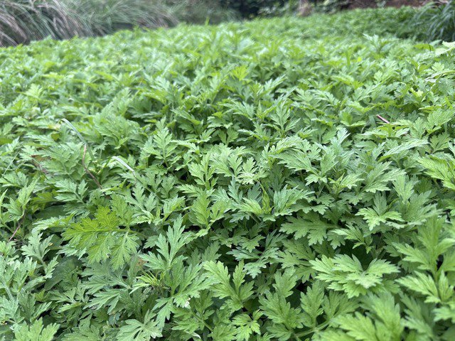 Ăn rau ngải cứu rất tốt cho chị em phụ nữ.