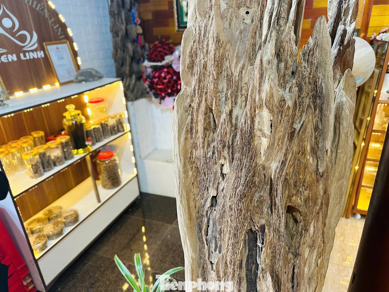 Khối gỗ trầm hương cổ thụ quý hiếm được trả giá nửa tỷ đồng ở Hà Tĩnh - 4