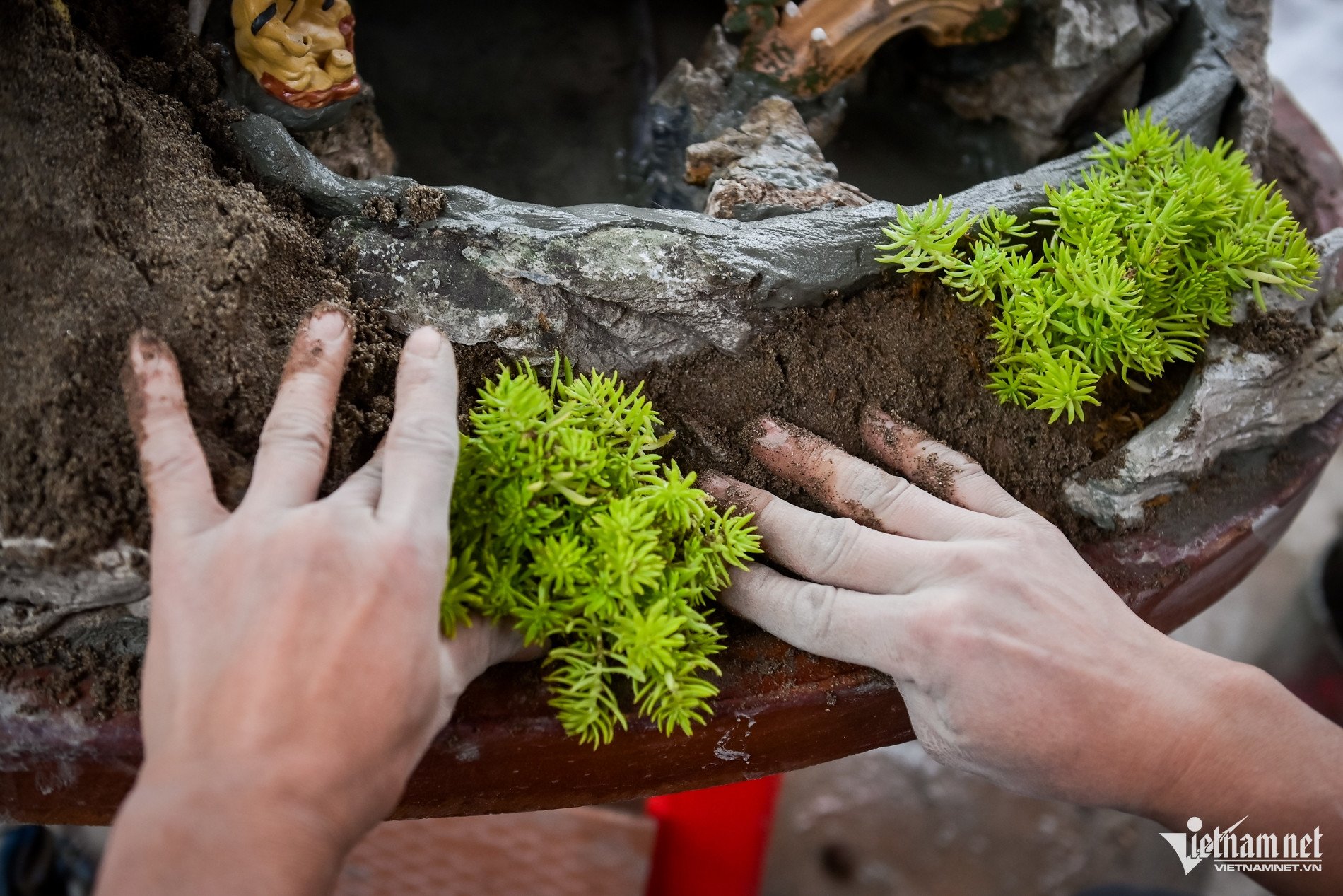 Quất tiểu cảnh gần 20 triệu/chậu ngày giáp Tết, nhà vườn Ninh Bình làm không kịp bán - 5