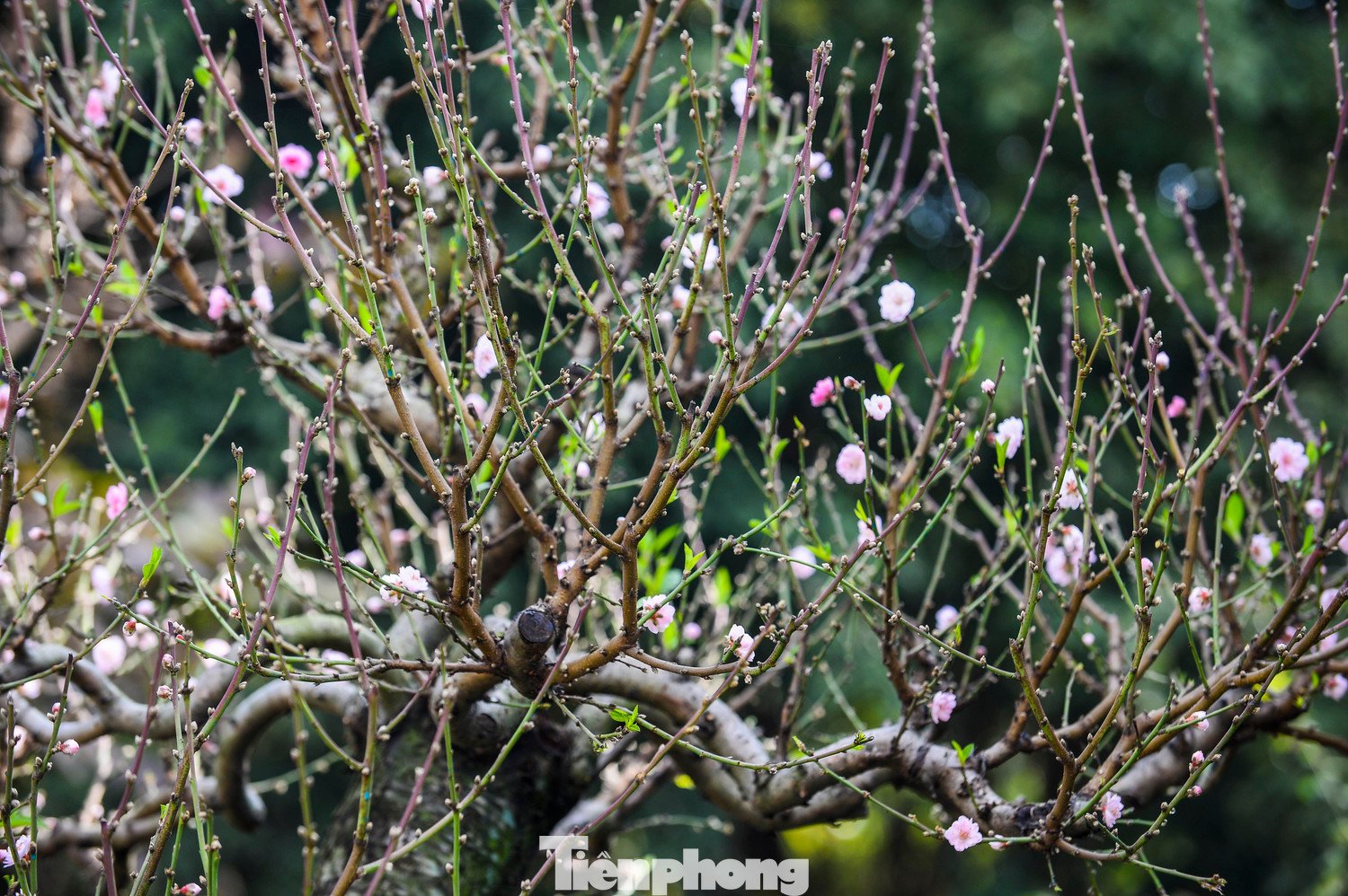 Chủ vườn đào cho biết, nhiều năm qua, dòng đào cổ thụ được ưa chuộng bởi thân cây lớn, dáng thế cổ kính, lớp vỏ xù xì phủ rêu phong tự nhiên, hoa nở dày, cánh dày và bền màu, mang vẻ đẹp trầm mặc, sang trọng, phù hợp trưng bày dịp Tết.