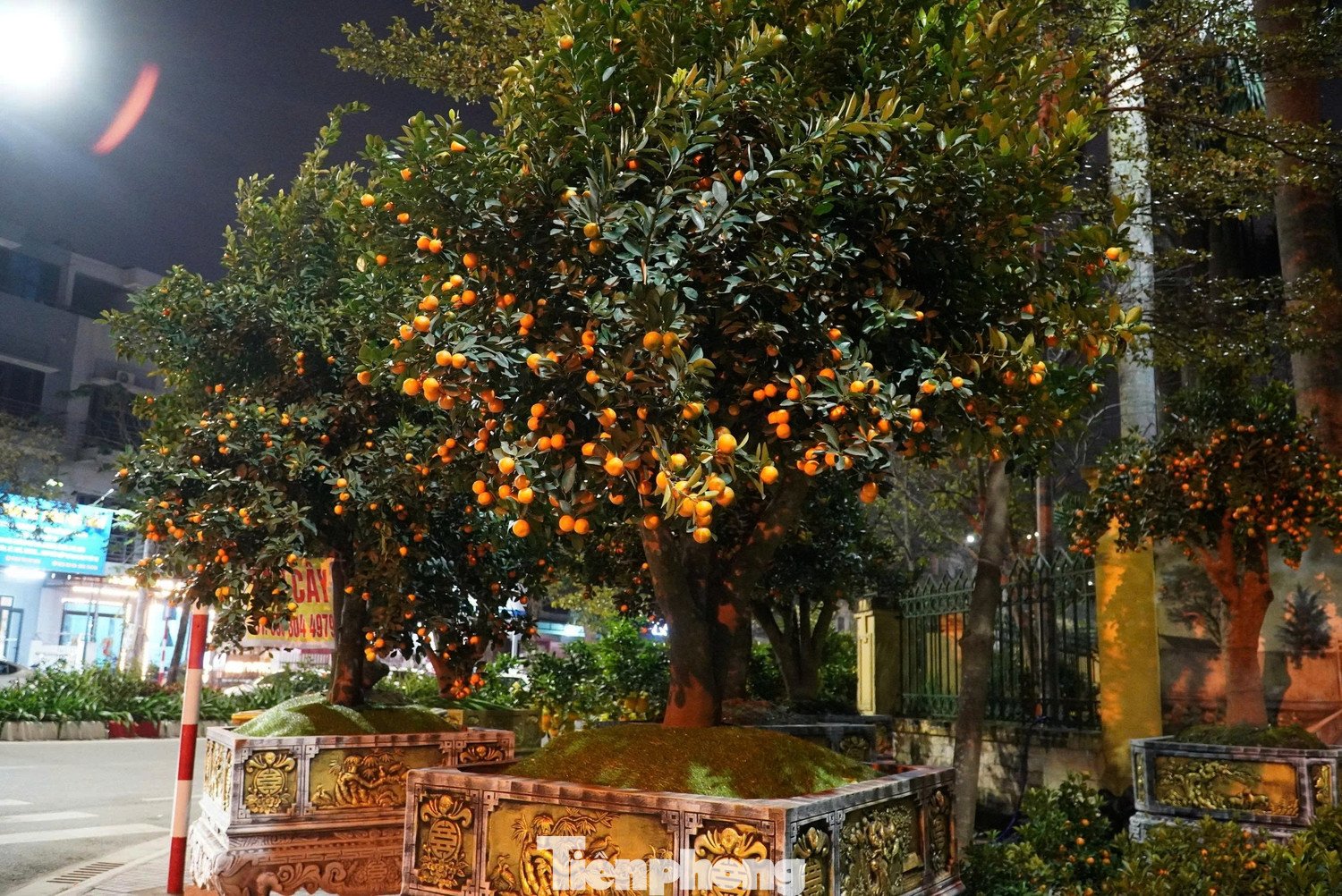 Theo ghi nhận, thị trường hoa Tết năm nay tại Hà Tĩnh khá phong phú, đa dạng về chủng loại và mẫu mã, từ bưởi cảnh, quất, đào cho đến nhiều loại hoa trang trí khác, đáp ứng thị hiếu của người tiêu dùng.