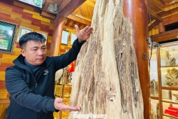 Khối gỗ trầm hương cổ thụ quý hiếm được trả giá nửa tỷ đồng ở Hà Tĩnh