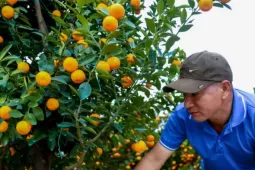 Quất 'khủng' giá hàng chục triệu đồng xuống phố đón Tết