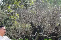 Đào ‘khủng’ xuống phố, có gốc giá thuê đến cả trăm triệu đồng