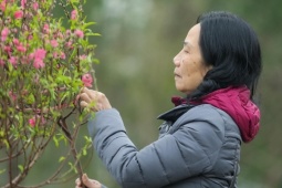 Miền Bắc trải qua mùa đông ấm hiếm thấy, Tết Nguyên đán ít rét đậm