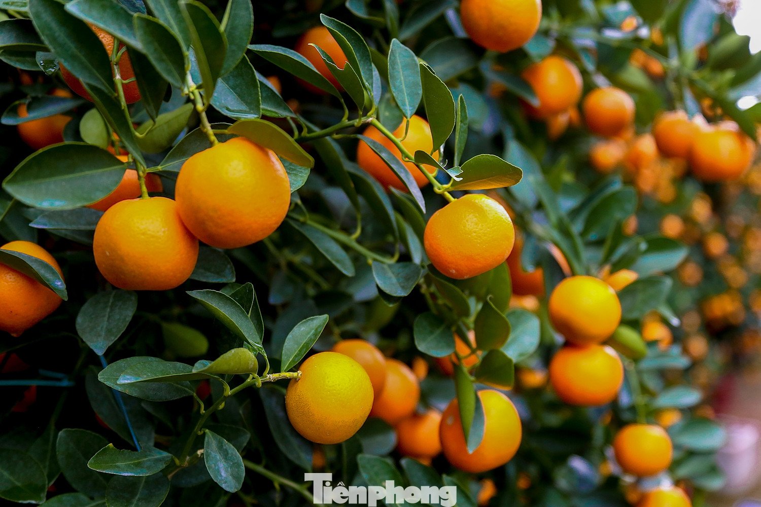 Những chậu quất sai quả, chín đều từ gốc đến ngọn.