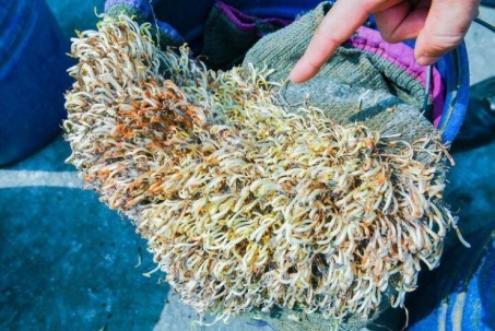 Hải Phòng tiêu hủy hơn 5 tấn giá đỗ ngâm hóa chất, để 1 tháng vẫn tươi