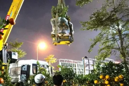 Trắng đêm đưa hoa Tết, cần cẩu hạ cây 'khủng' xuống phố