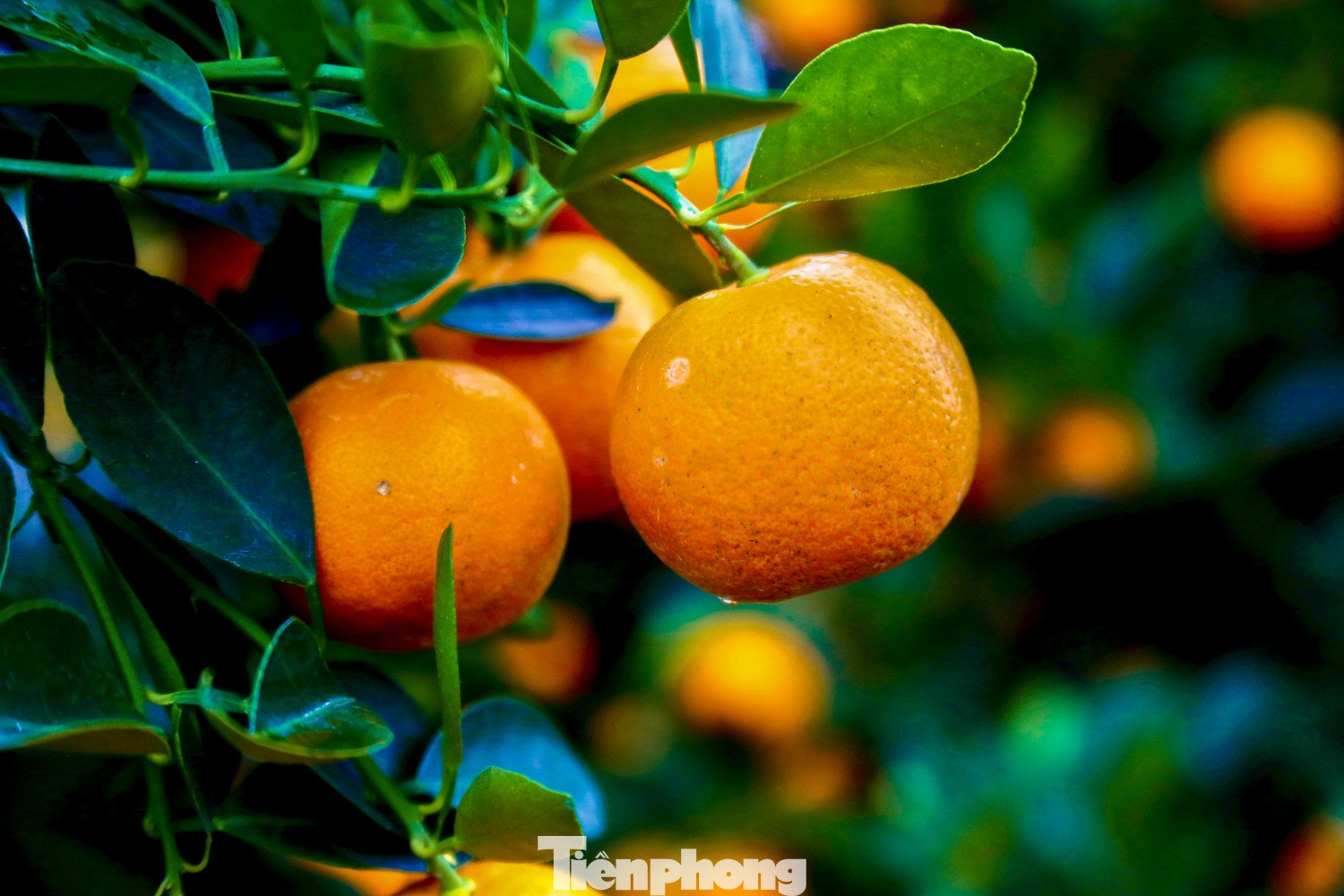 Những chậu quất sai quả, chín đều từ gốc đến ngọn.