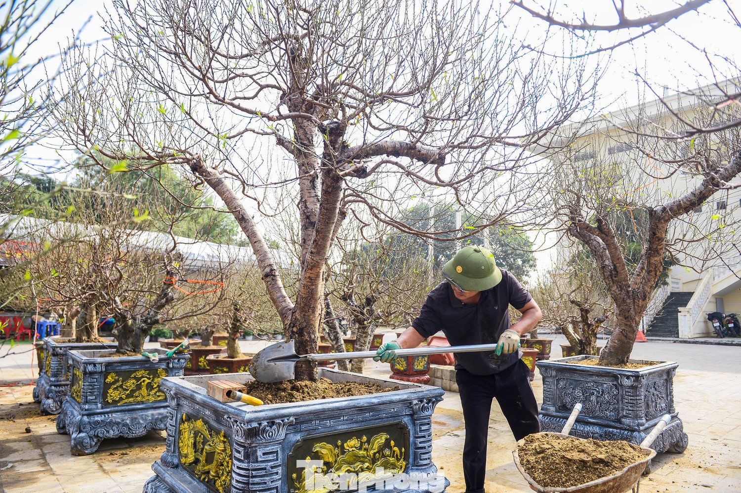 Để những gốc đào này nở hoa đúng dịp Tết, quá trình chuẩn bị được thực hiện hết sức công phu. Từ khâu đánh gốc ở vùng cao, vận chuyển, đến ghép mắt, chỉnh tán, tuốt lá, chăm sóc vi sinh... tất cả đều đòi hỏi kỹ thuật cao, kinh nghiệm dày dặn và sự tỉ mỉ trong từng công đoạn.