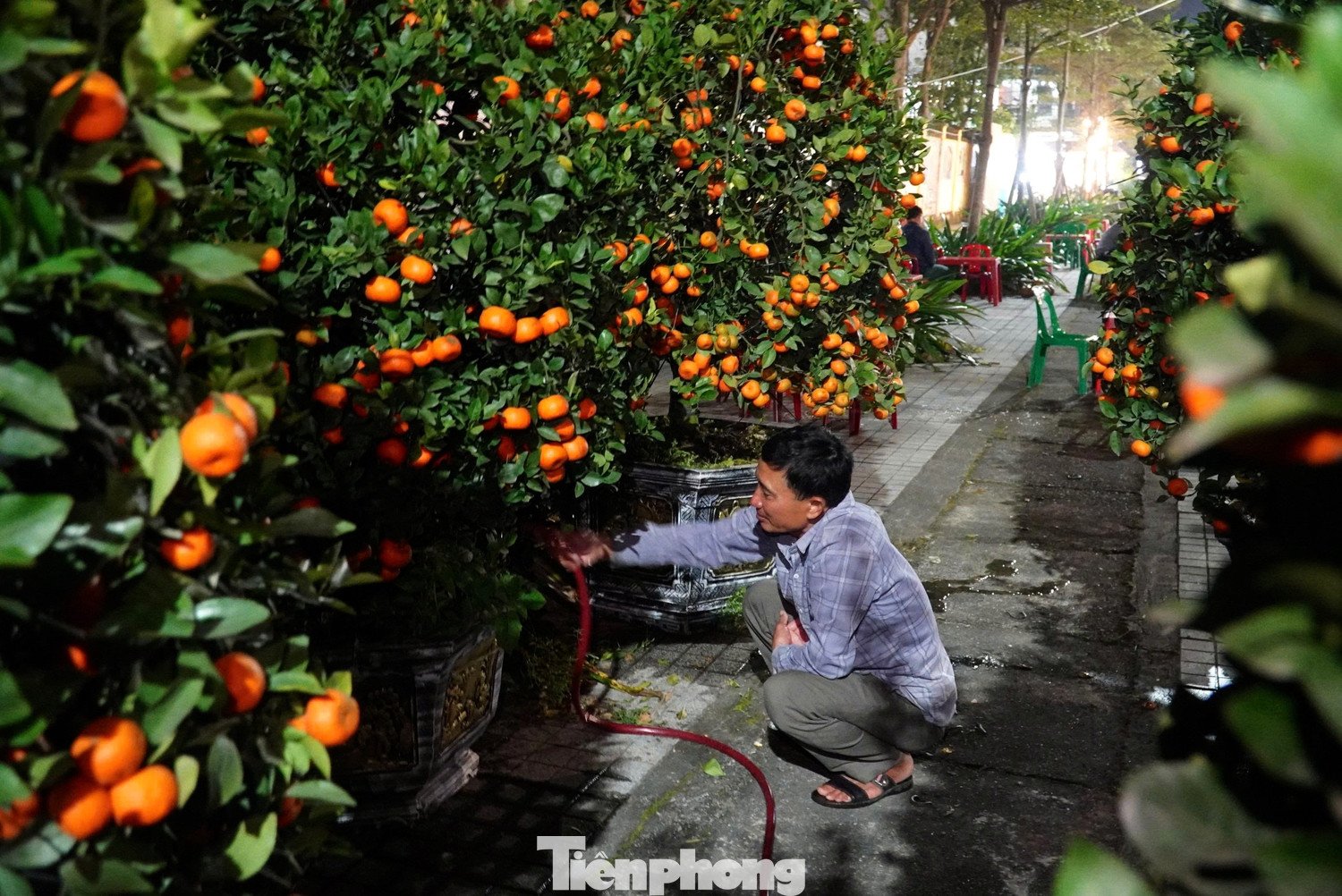 Khi cây cảnh được vận chuyển từ trên xe xuống, người dân tiến hành tưới nước ngay để giữ độ ẩm cho đất và lá, giúp cây không bị héo sau quãng đường dài.