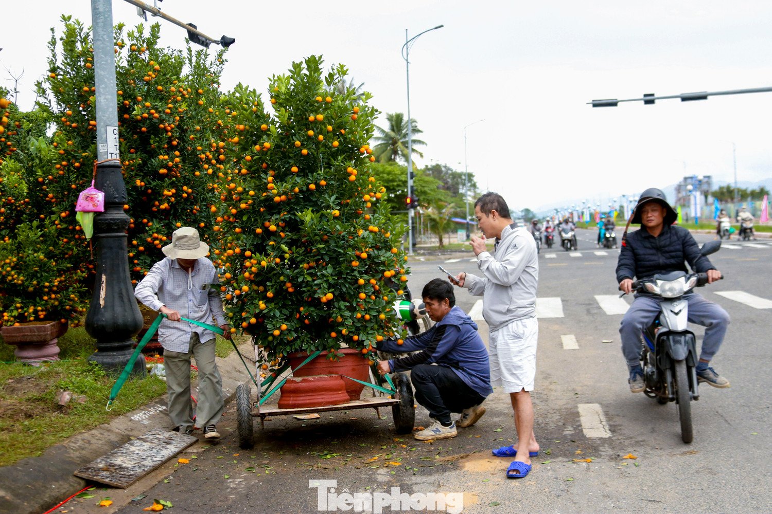 Nhiều người dân đến xem cây từ sớm để lựa chọn, đặt cọc và chốt mua những chậu quất ưng ý.