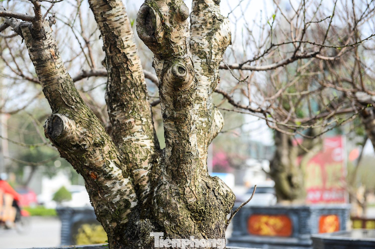 Để những gốc đào này nở hoa đúng dịp Tết, quá trình chuẩn bị được thực hiện hết sức công phu. Từ khâu đánh gốc ở vùng cao, vận chuyển, đến ghép mắt, chỉnh tán, tuốt lá, chăm sóc vi sinh... tất cả đều đòi hỏi kỹ thuật cao, kinh nghiệm dày dặn và sự tỉ mỉ trong từng công đoạn.