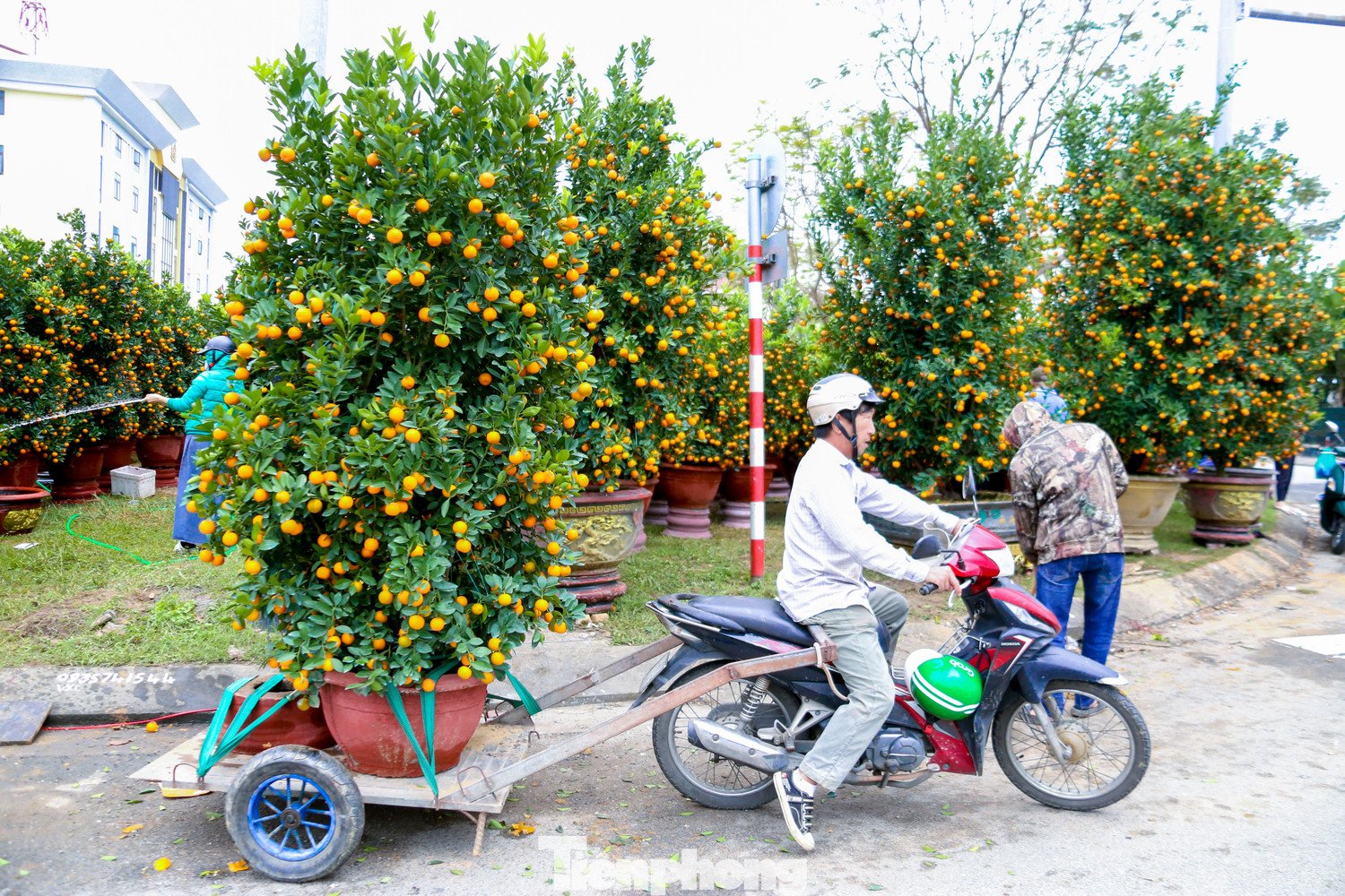Nhiều người dân đến xem cây từ sớm để lựa chọn, đặt cọc và chốt mua những chậu quất ưng ý.