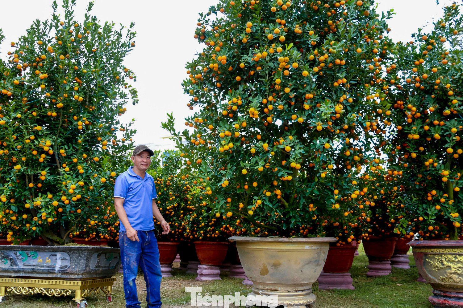 Quất 'khủng' giá hàng chục triệu đồng xuống phố đón Tết - 7