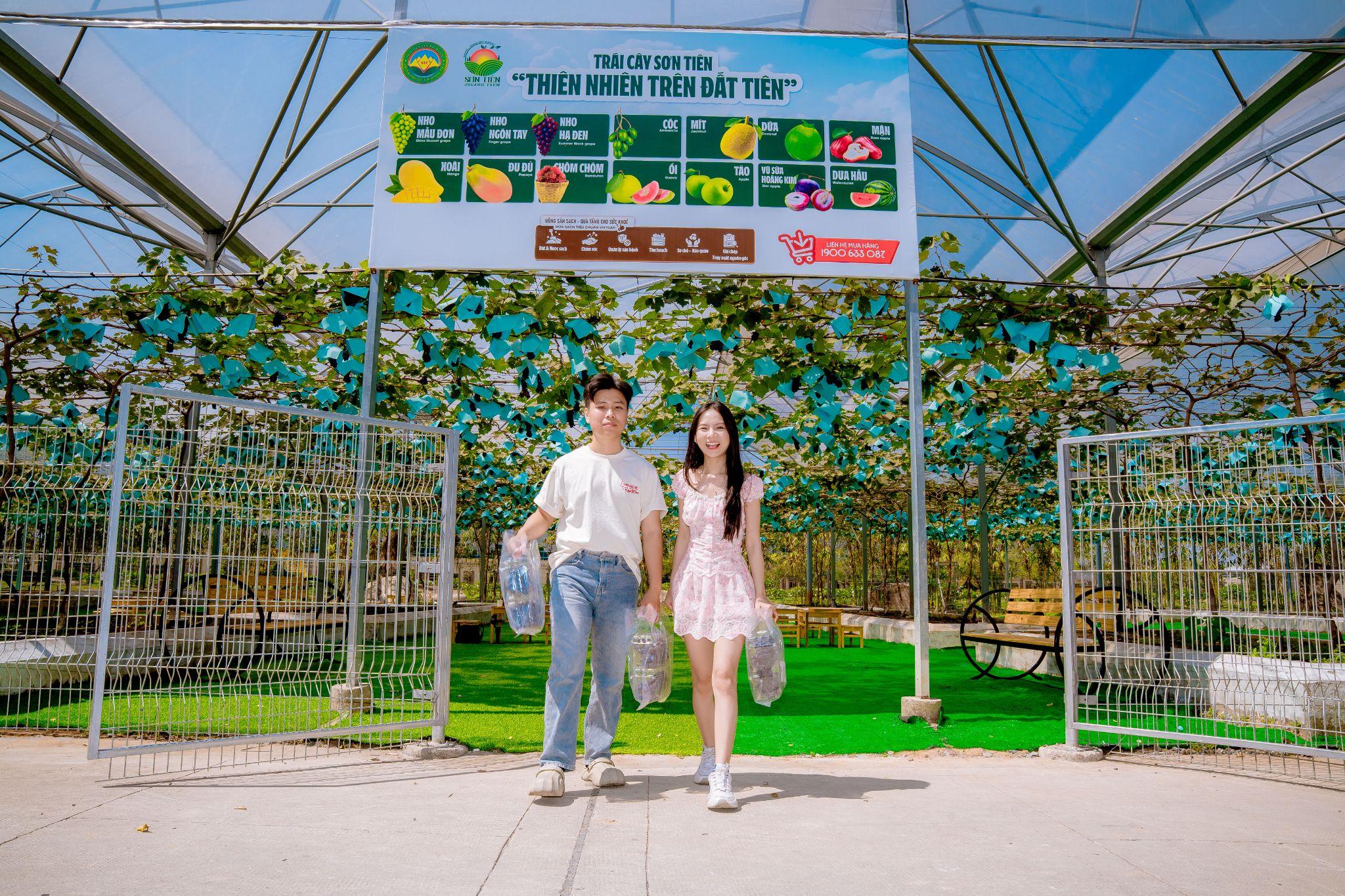 Vườn nho Sơn Tiên đang vào mùa thu hoạch