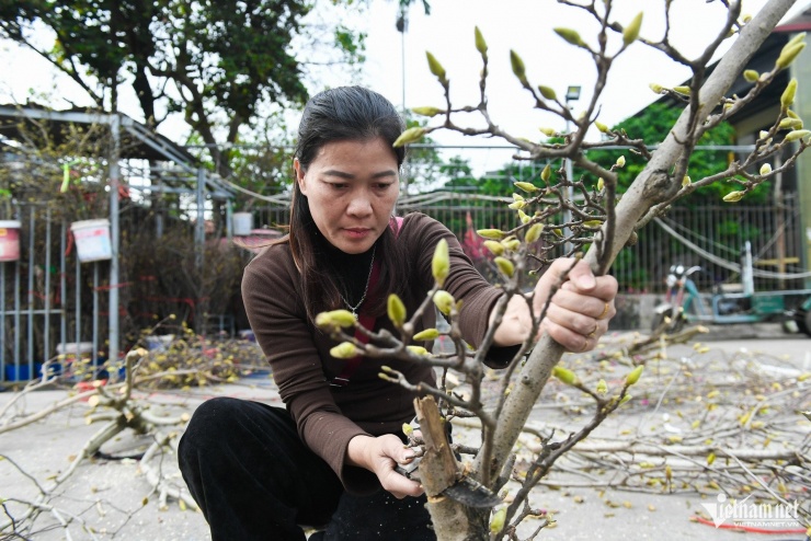 Chị Uyên (tiểu thương) cho biết, một cành mộc lan có kích cỡ trung bình để trưng được trên ban thờ có giá khoảng 1,5 - 2 triệu đồng, loại lớn từ 4-6 triệu đồng. "Năm ngoái tôi cũng buôn sản phẩm này nhưng thị trường không sôi động. Nhiều người e ngại hoa không nở. Tuy nhiên năm nay mộc lan bỗng dưng hot rần rần. Tôi đã nhập gấp 3 số lượng hàng so với năm ngoái để kịp bán đến Tết", chị Uyên nói.
