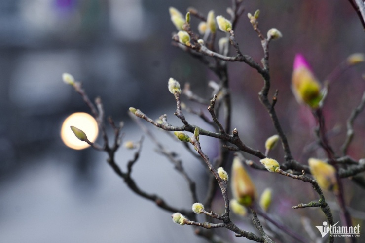 Loại hoa "ngủ đông" này cần ít nhất 7-10 ngày để nở nhưng mộc lan được nhiều người nhận xét là dễ ra hoa, thời gian nở khá lâu nên phù hợp với giá cả trên thị trường.