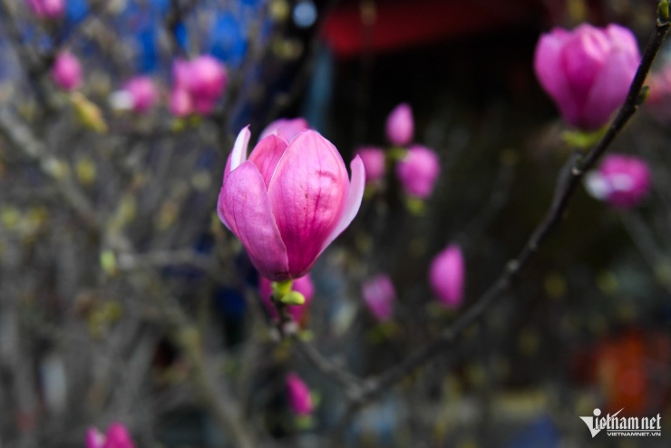 Loại hoa ‘ngủ đông’ mới lạ vừa xuất hiện ở Hà Nội đã gây sốt - 11