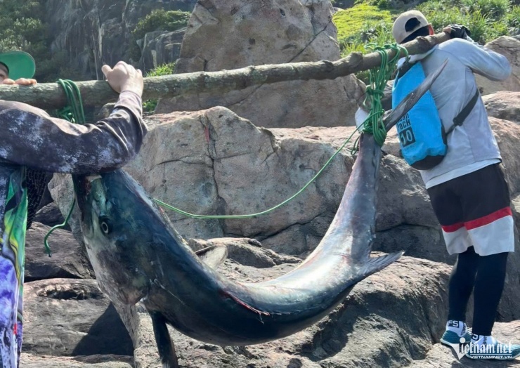 Cá được khiêng về nhà. Ảnh: G.X