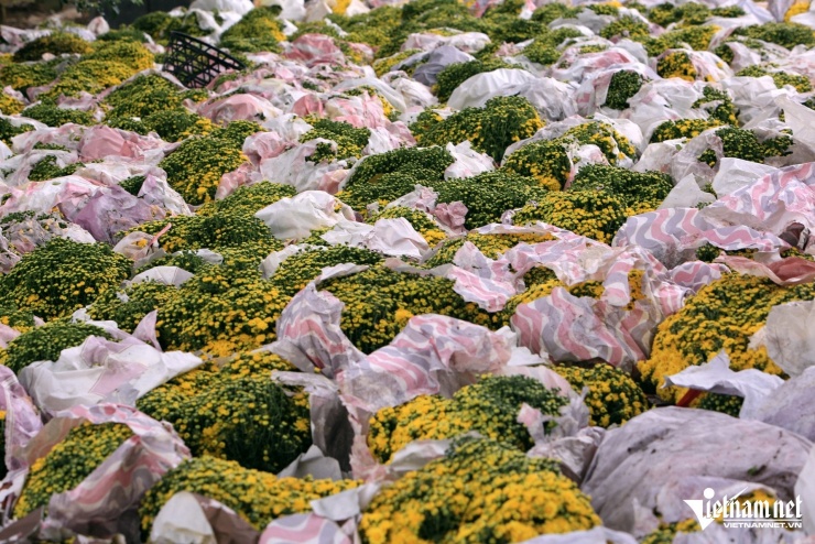 Chỉ trong một ngày, anh Thu đã bán hết 1.000 chậu cúc. Ảnh: Lê Dương