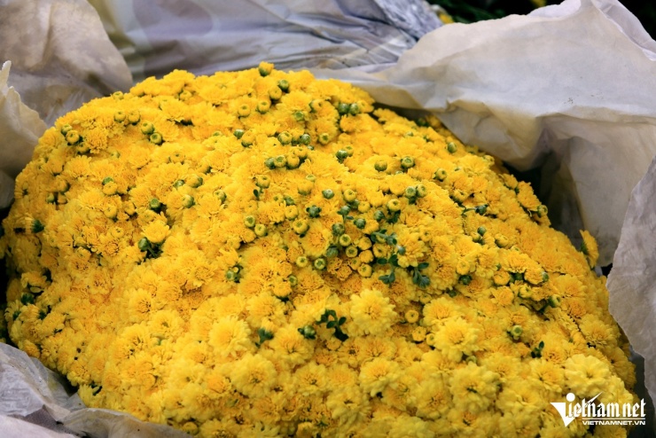 Một chậu cúc mâm xôi vàng óng. Ảnh: Lê Dương 