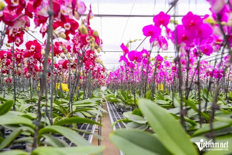 Lan là dòng hoa cao cấp nhưng cũng được nhiều người ưa chuộng. Ảnh: Lê Dương