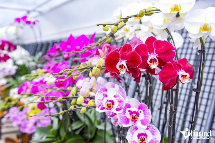 Giá lan hồ điệp dao động từ 1,8 đến 20 triệu đồng/chậu. Ảnh: Lê Dương