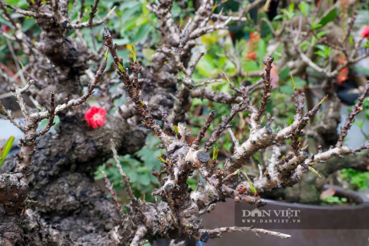 Về kích thước, đào Thất Thốn thường cao hơn mặt đất khoảng 1 m, phải trồng đến năm thứ 3 mới bắt đầu ra hoa được nhiều người chơi sành điệu săn đón mỗi dịp Tết đến Xuân về.