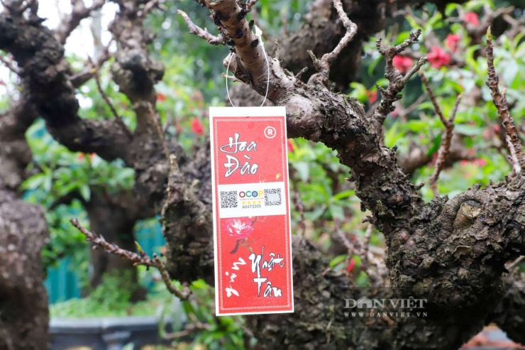 Đào Thất Thốn tiến Vua đỏng đảnh nằm phòng điều hòa, chờ đại gia đến rước về chơi Tết - 3