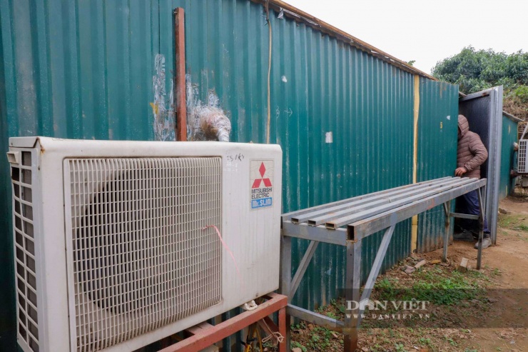 Tuy nhiên, với dòng đào Thất Thốn – loại cây vương giả vốn được mệnh danh là "đào tiến Vua", quy trình chăm sóc lại ở một đẳng cấp khác. Là giống cây cực kỳ "khó tính", nhạy cảm với thời tiết, đào Thất Thốn đòi hỏi nhiệt độ ổn định để nuôi dưỡng những nụ hoa dày, thắm màu đặc trưng.