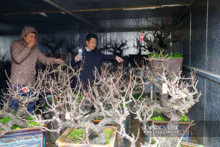 Đào Thất Thốn tiến Vua đỏng đảnh nằm phòng điều hòa, chờ đại gia đến rước về chơi Tết - 8