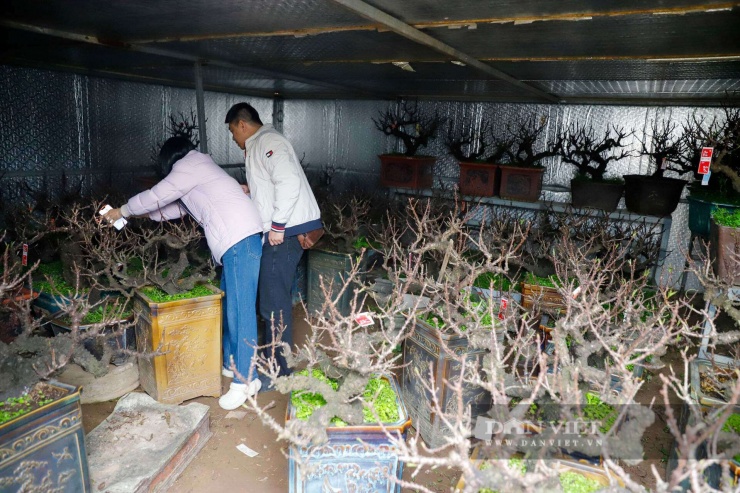 Có mặt tại vườn của ông Lê Hàm – một nghệ nhân kỳ cựu gắn bó với đào thất thốn tại Nhật Tân, hình ảnh những dãy nhà được quây kín bằng tôn xốp cách nhiệt gây sự tò mò lớn. Bên trong, tiếng máy điều hòa chạy vo vo ngày đêm, duy trì nền nhiệt độ lý tưởng, tách biệt hoàn toàn với cái nắng hanh hao bên ngoài.&nbsp;