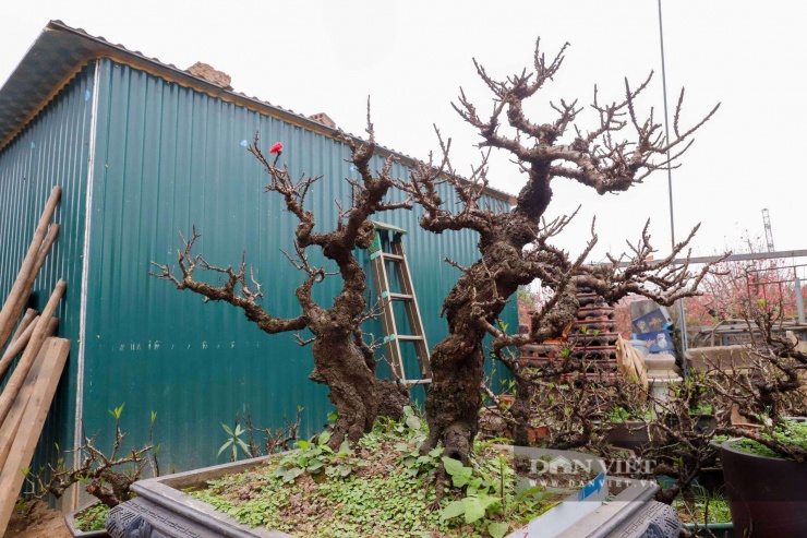 Ông Lê Hàm chia sẻ: "Đào thất thốn chăm sóc khó khăn vô cùng. Năm nay Tết muộn, thời tiết nóng - lạnh thay đổi đột ngột liên tục, nếu để tự nhiên thì hỏng hết. Tôi phải dựng những căn nhà chuyên dụng này, chạy điều hòa liên tục để điều chỉnh nhiệt độ. Muốn hoa nở nhanh thì tăng nhiệt, muốn hãm hoa lại thì hạ nhiệt. Tất cả phải canh chừng từng giờ để đảm bảo hoa nở đúng vào dịp Tết". Chính nhờ "công nghệ" này, dù bên ngoài nắng nóng hay rét mướt, những gốc đào thất thốn trong phòng lạnh vẫn sinh trưởng theo đúng ý đồ của nghệ nhân, ủ những nụ hoa to, đỏ thắm chờ ngày khoe sắc.